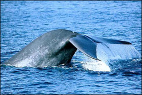 attraction_whale_watching